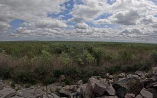 На дні Каховського водосховища з'явилися комахи, що змінюють новий ліс