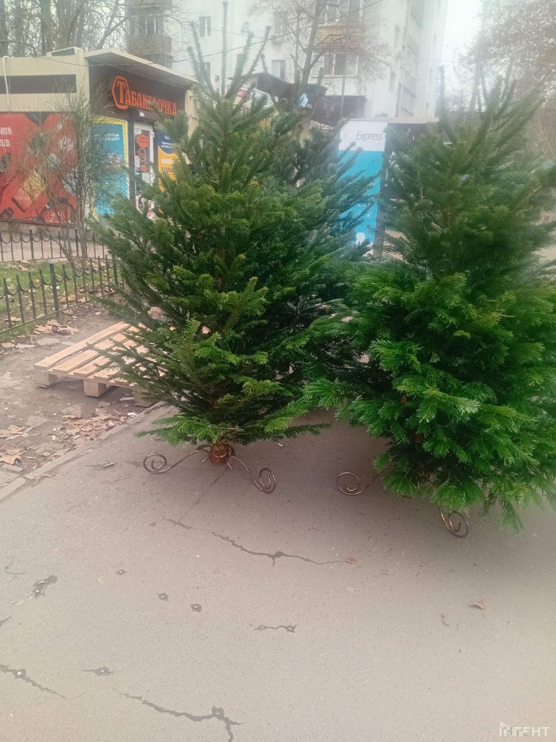 Одеса зазеленіла ялинковими базарами