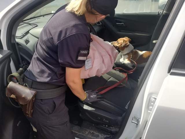 В американських автівках виявили набої та марихуану