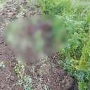 На Херсонщині пʼятеро людей загинули від російського снаряду
