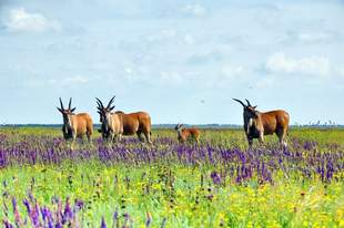 Оккупанты планируют вывезти животных из Аскании-Новы