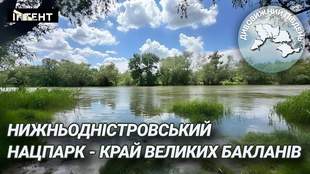 Дивовижний Південь: Нижньодністровський нацпарк - край великих бакланів