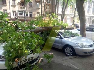 Велика гілка розтрощила дві автівки в центрі Одеси
