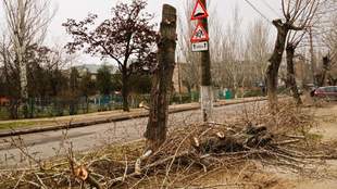 Over 130 trees to be planted in Mykolaiv