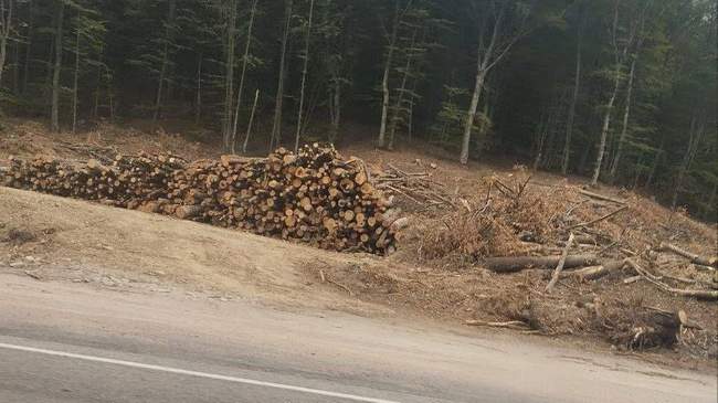 Вирубка лісів біля траси "Ялта—Севастополь". ФОТО: Жовта стрічка