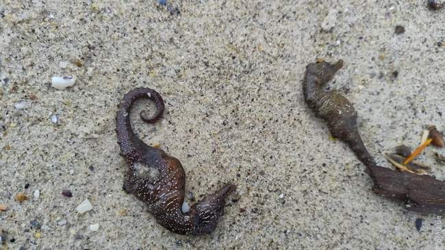 ФОТО: sw.dei.gov.ua