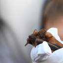 В одеському парку вперше випустили реабілітованих кажанів