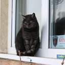 Как усатые жители Лузановки справляли новоселье