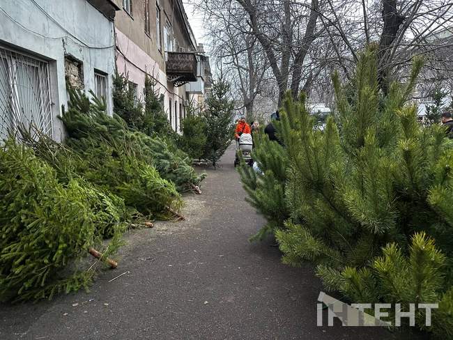 Ялинки в Одесі. ФОТО: Інтент