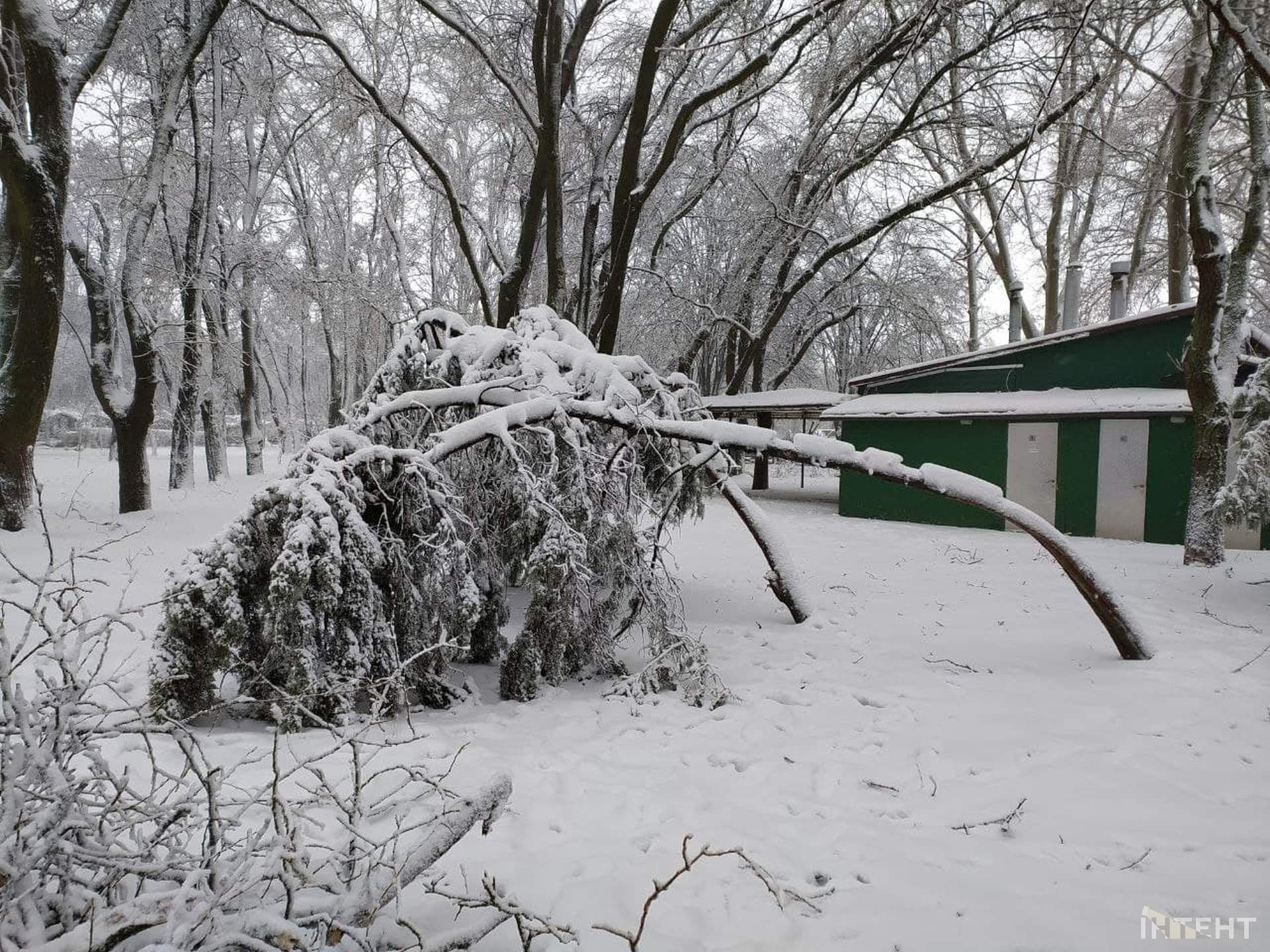 Із казки в лихо: снігопад повалив дерева та завдав одеситам збитків
