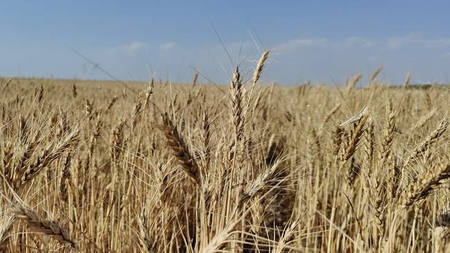 A field of wheat in the Mykolaiv region. PHOTOS: Suspilne Mykolaiv
