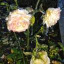 Квіти наче в склі: на Одещині різко знизилася температура