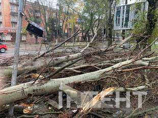 Херсон засипало снігом та вітер повалив дерева у місті