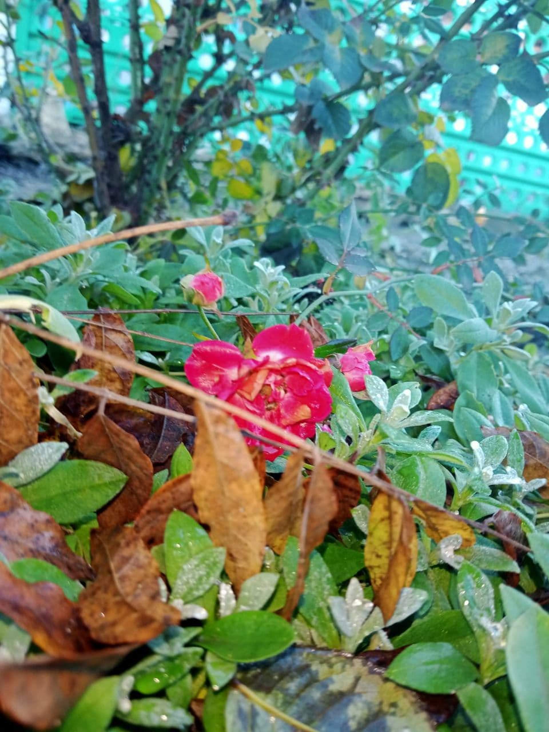 Зимові квіти: через аномально теплу погоду на Одещині зацвіли троянди