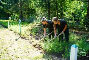 In the Mykolaiv region, plans are in place to restore forests at a cost of over 4 million
