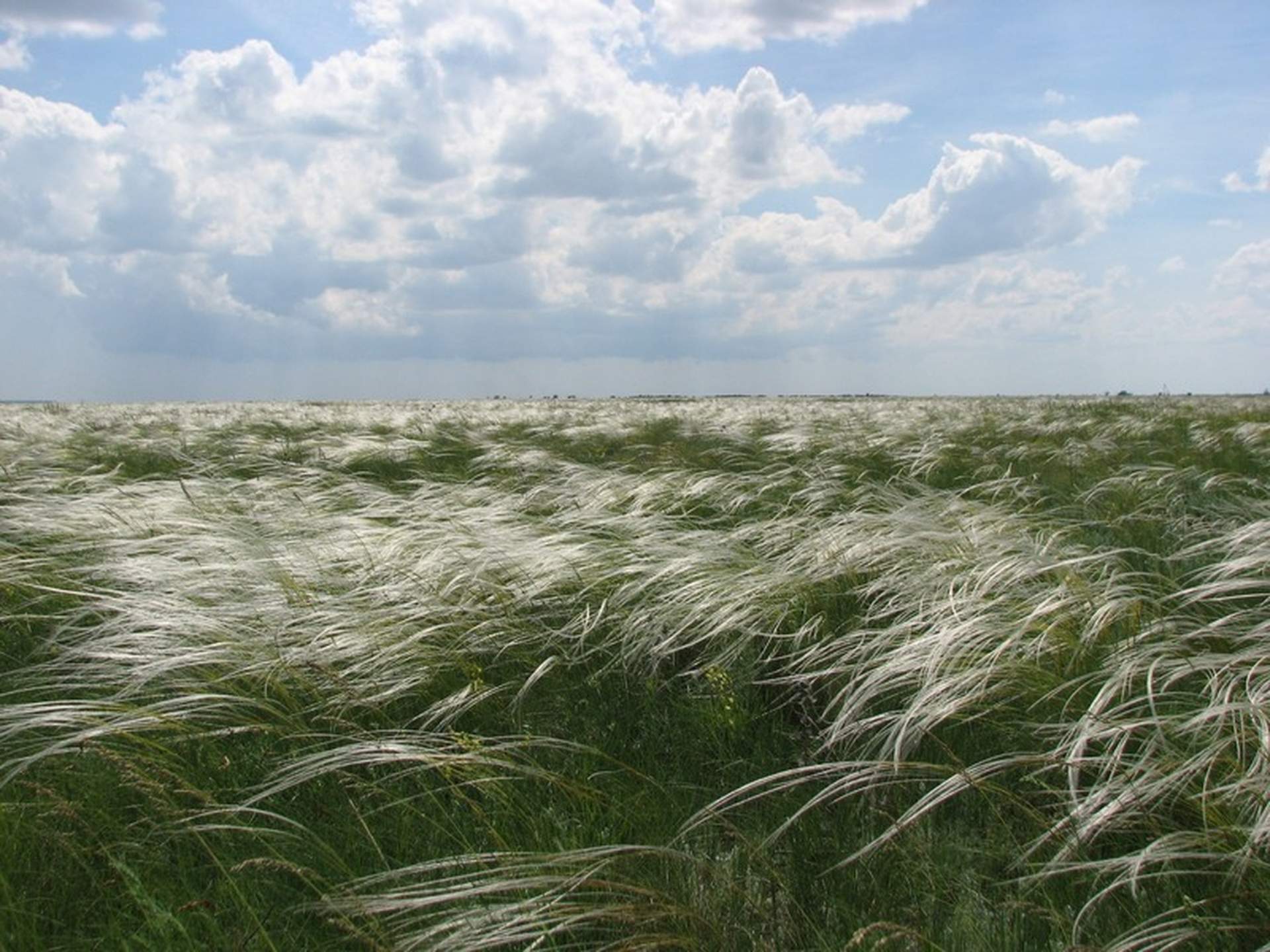 Окупанти встановили контроль над заповідником "Асканія Нова"