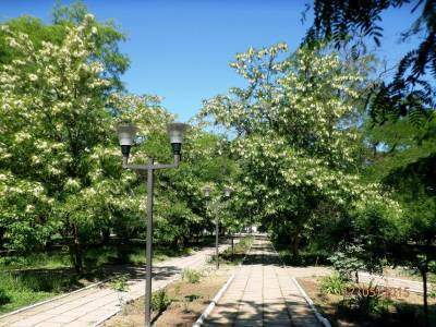 Исполком Килийского горсовета объявил конкурс на лучший проект по реконструкции городского парка