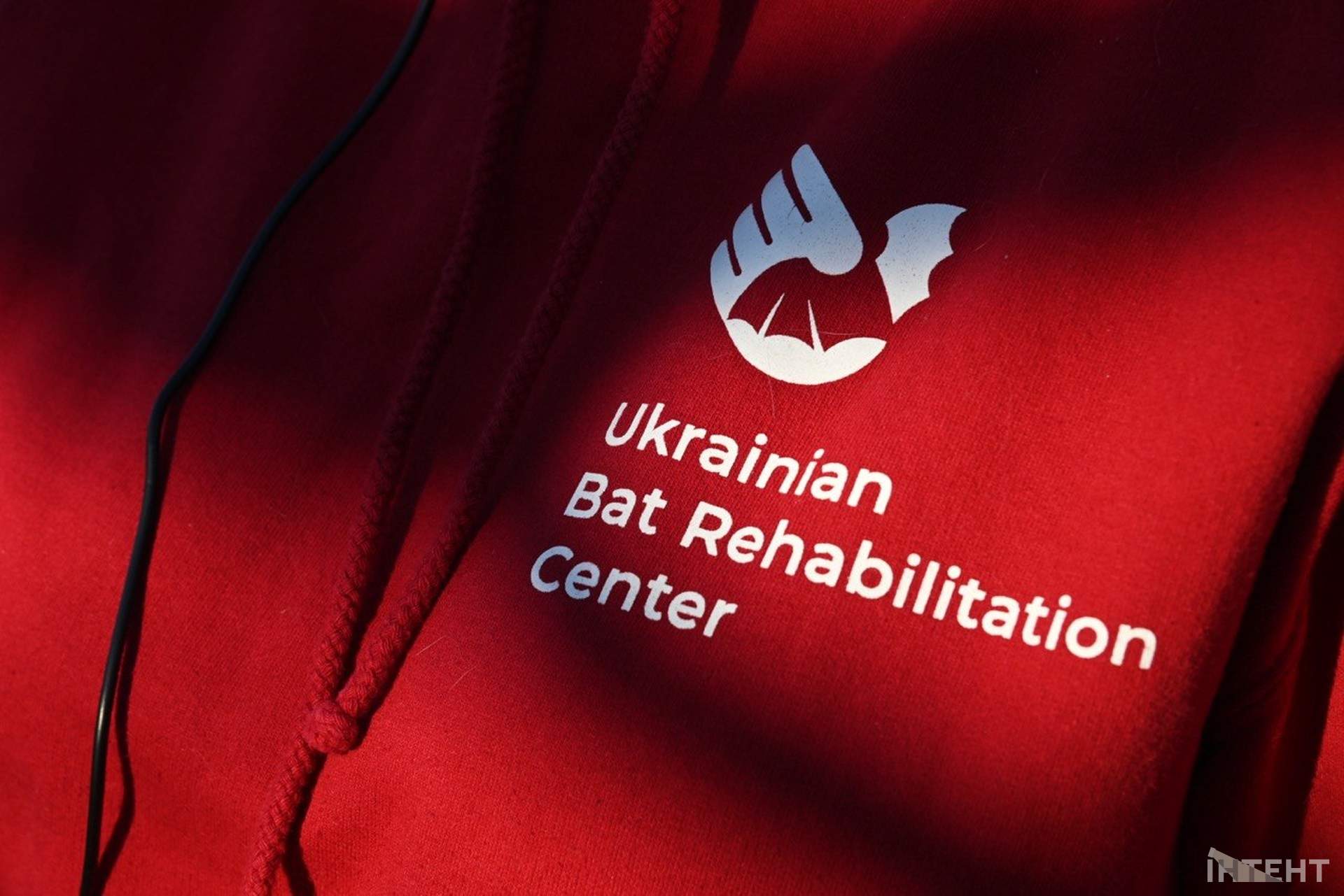 В одеському парку вперше випустили реабілітованих кажанів