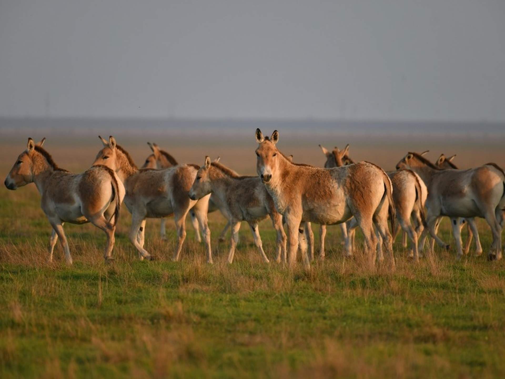 Окупанти встановили контроль над заповідником "Асканія Нова"