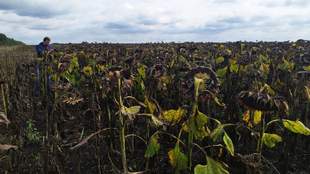 У Миколаївській ОВА розповіли, як аномальна спека вплинула на врожай