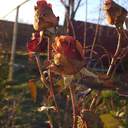 Зимові квіти: через аномально теплу погоду на Одещині зацвіли троянди