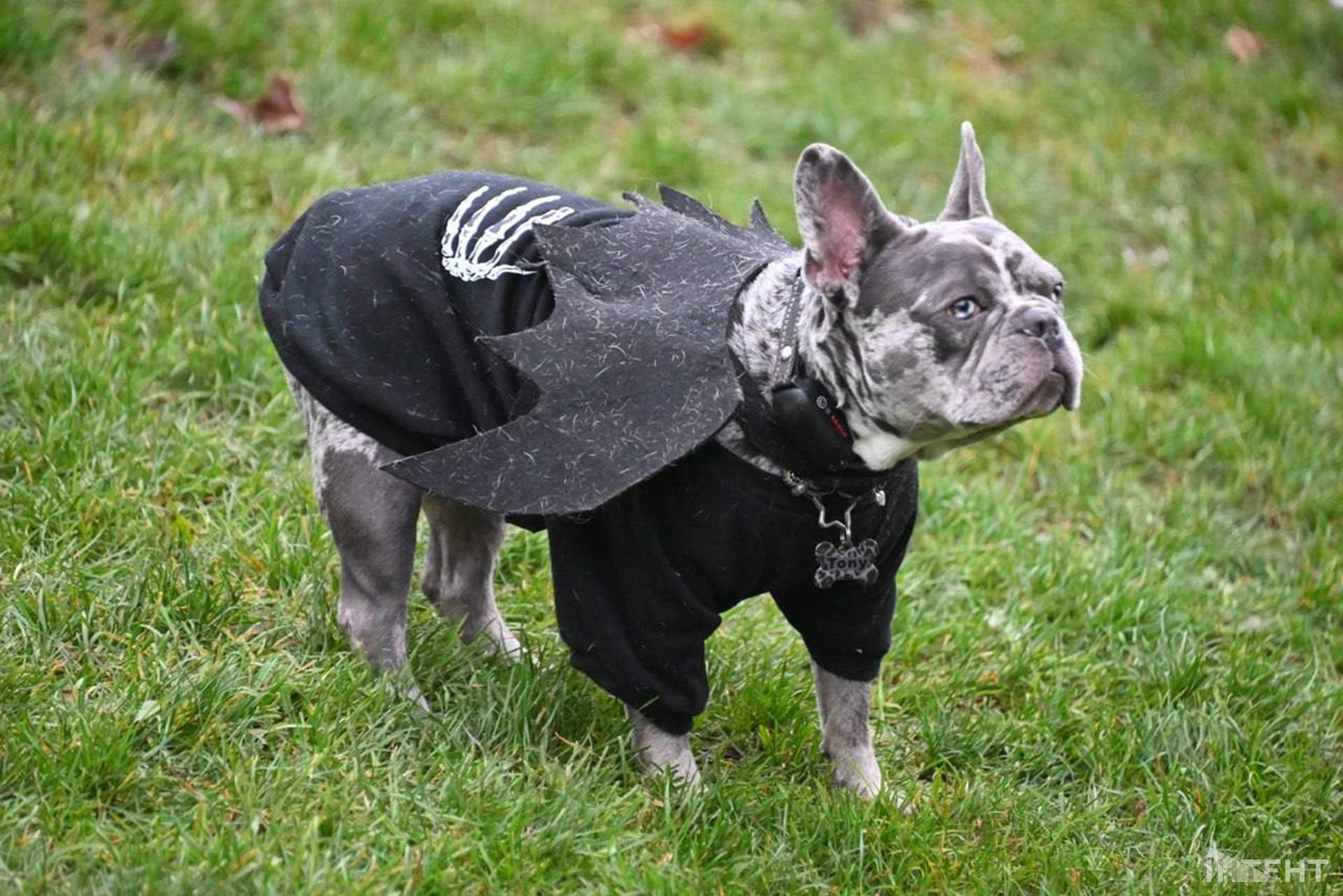 В Одесі відбулася Halloween-вечірка собак