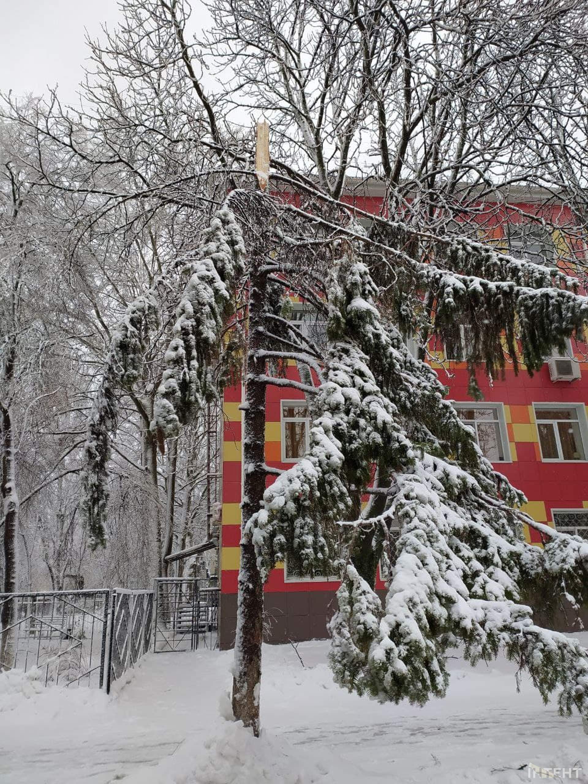Із казки в лихо: снігопад повалив дерева та завдав одеситам збитків