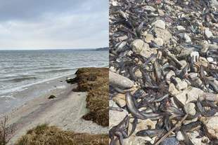 Названо причини масового мору риби у Південному Бузі у Миколаєві