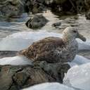 Українські полярники зі станції "Академік Вернадський" встановили рекорд