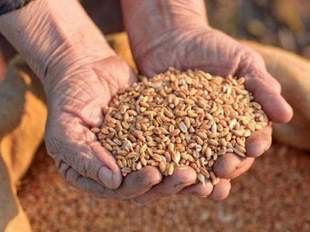 Експорт зерна з портів Одещині забезпечив Україні мільярд доларів США щомісячно