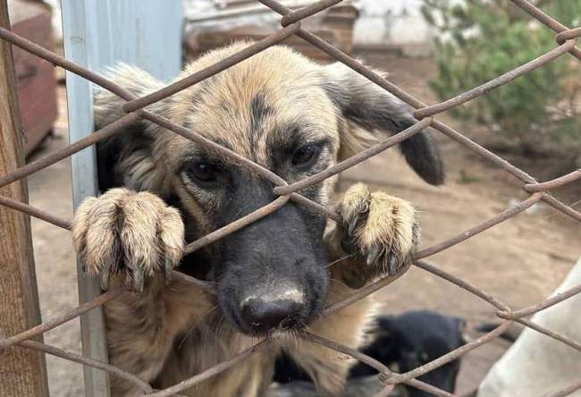 Фото: Вознесенский городской совет