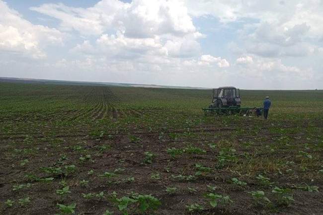 Директора підприємства підозрюють у захопленні землі площею понад 100 га у Ширяївському районі