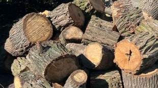 In Mykolaiv region, a convicted feller was given 300 fallen trees