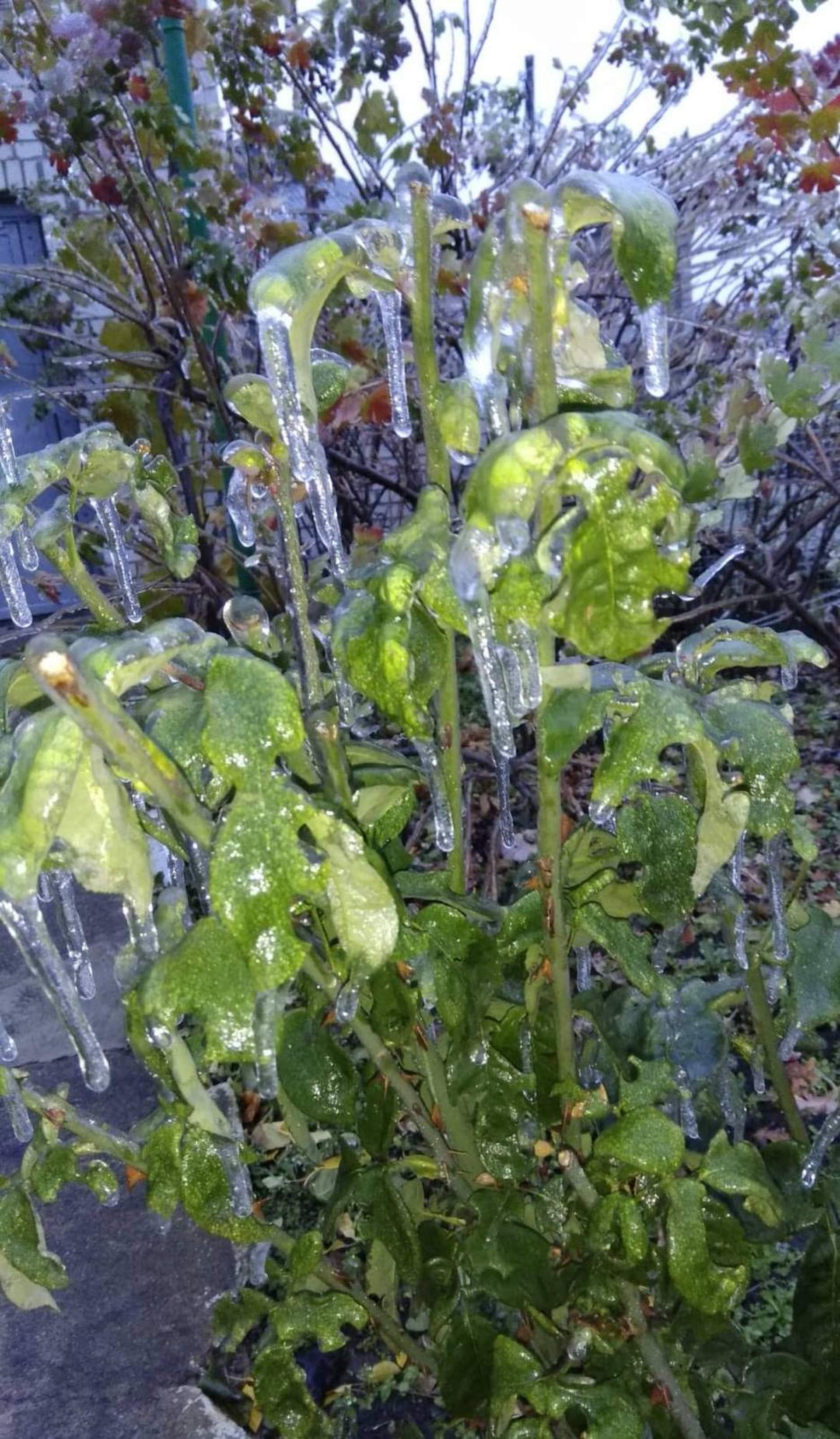 Квіти наче в склі: на Одещині різко знизилася температура