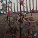 Зимові квіти: через аномально теплу погоду на Одещині зацвіли троянди