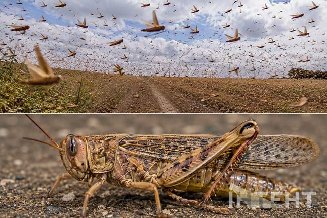 Нашесття сарани