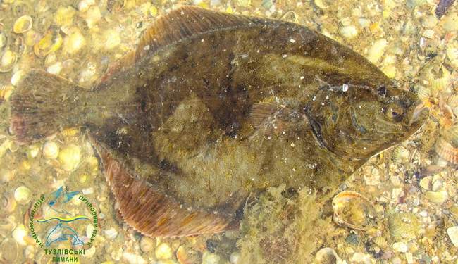 ФОТО: Иван Русев/Facebook