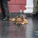 Сессия Одесского горсовета: вручение знака отличия бабушке Андрея Новичкова и выступление нардепа