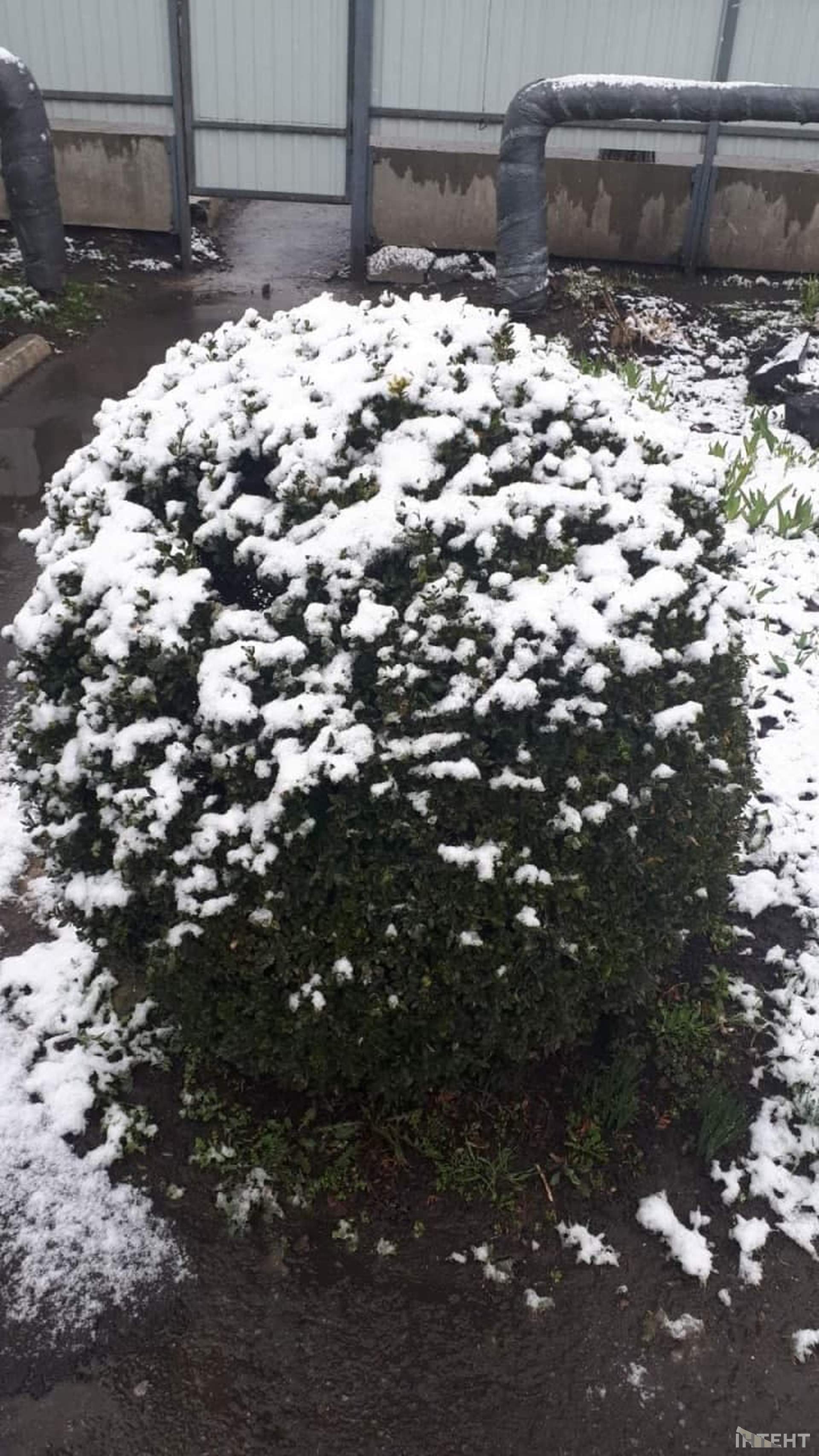 На Одещині пішов квітневий сніг