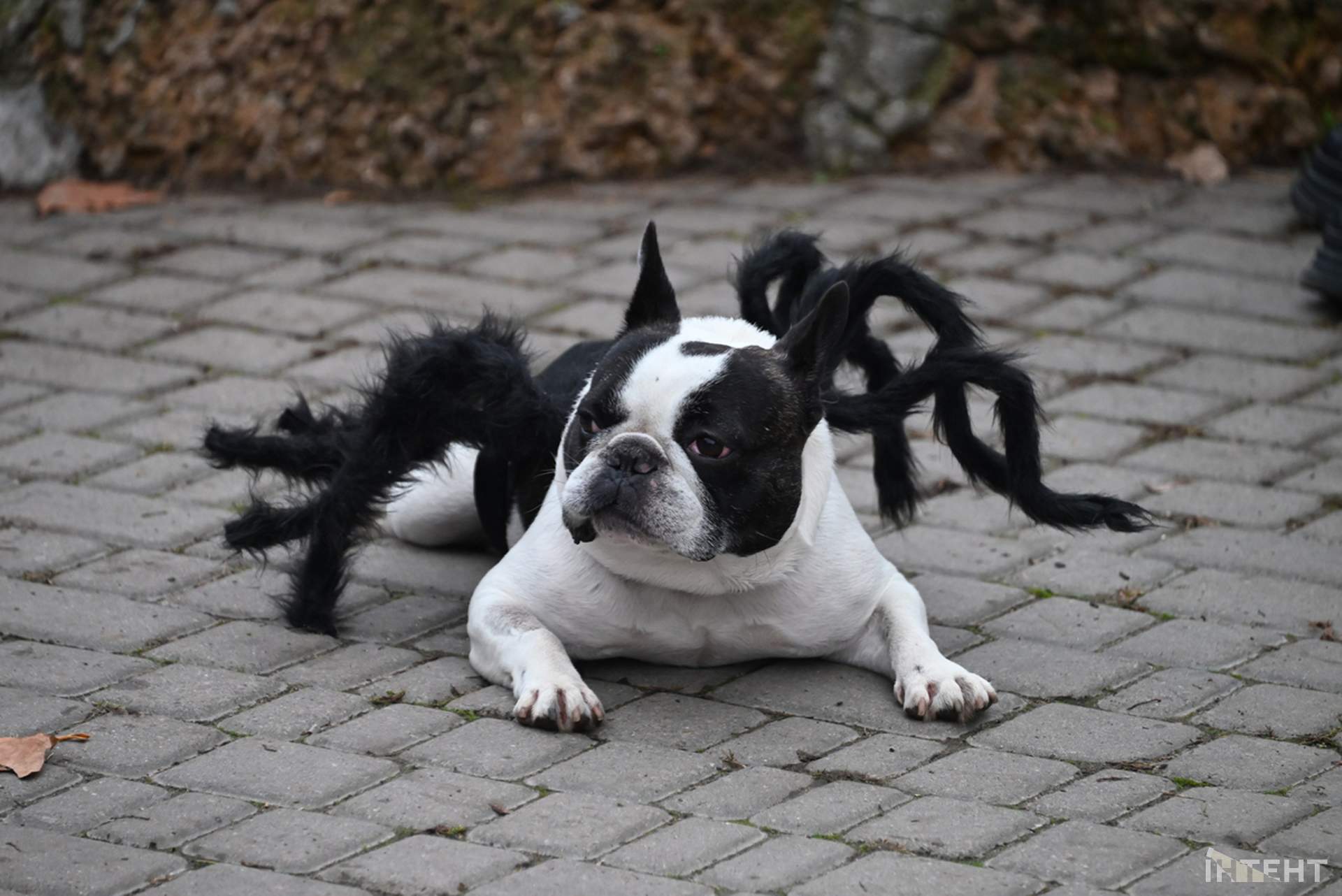 В Одесі відбулася Halloween-вечірка собак