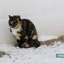 Как усатые жители Лузановки справляли новоселье