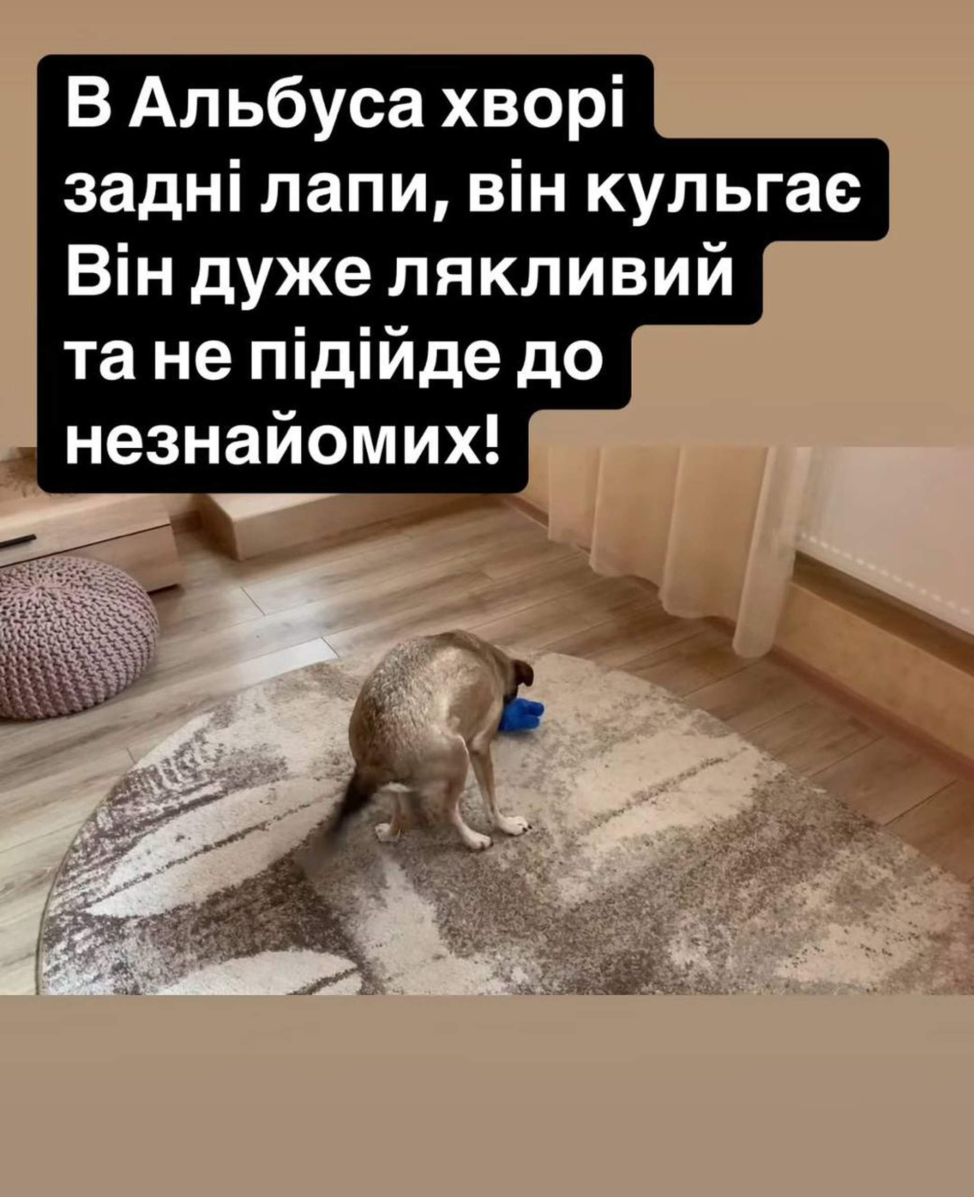 Ворожий дрон знищив будинок директора Одеського зоопарку