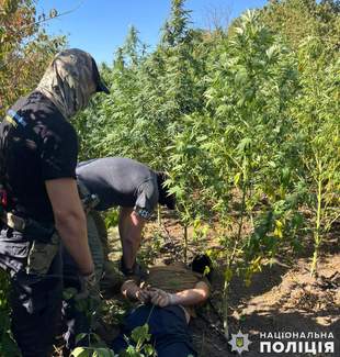 На Миколаївщині перед судом постануть наркоаграрії