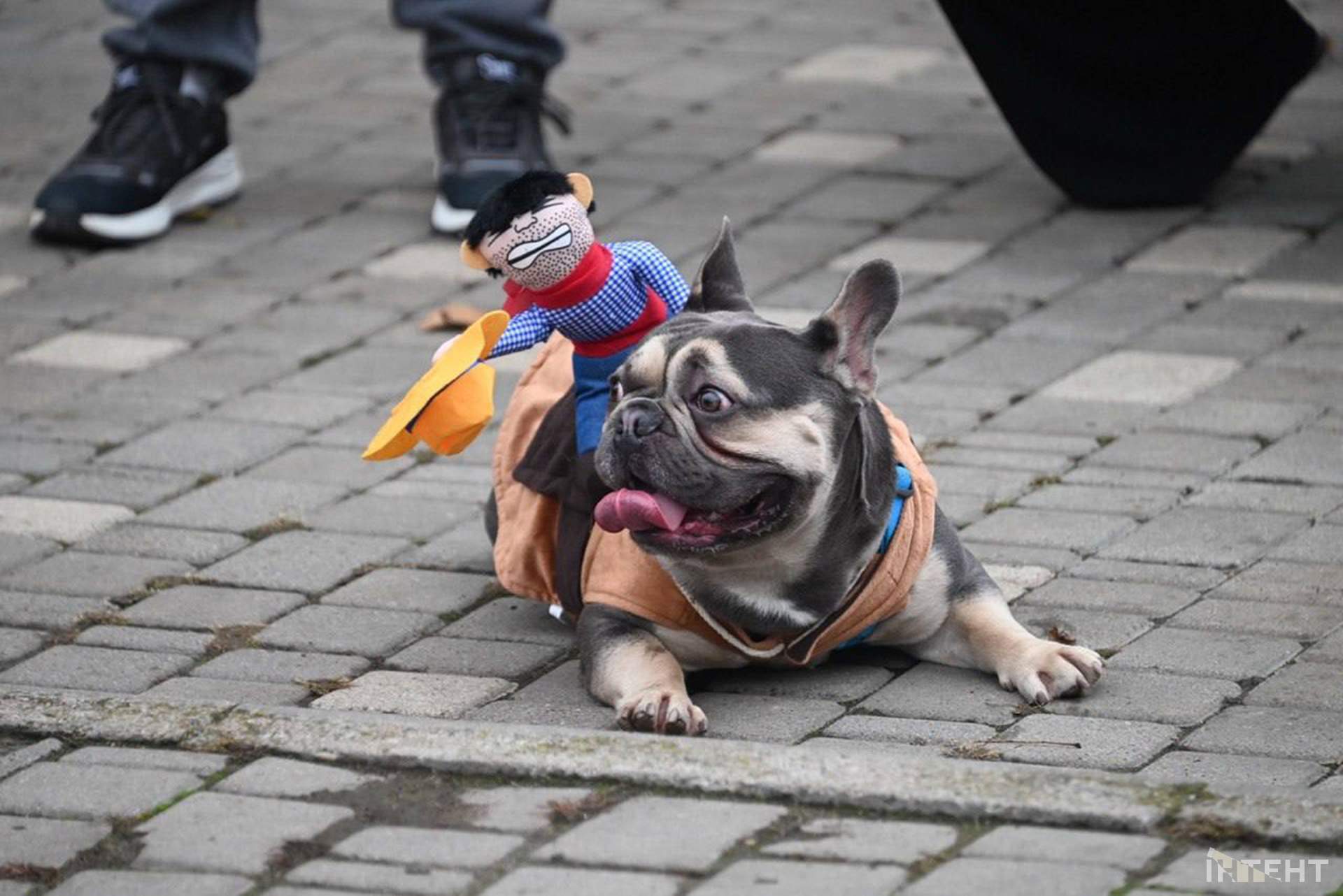 В Одесі відбулася Halloween-вечірка собак