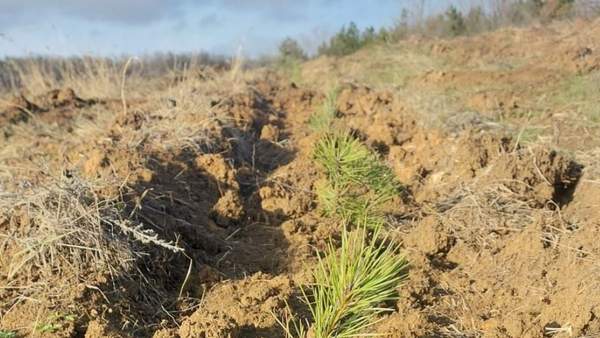 ФОТО: Південний лісовий офіс