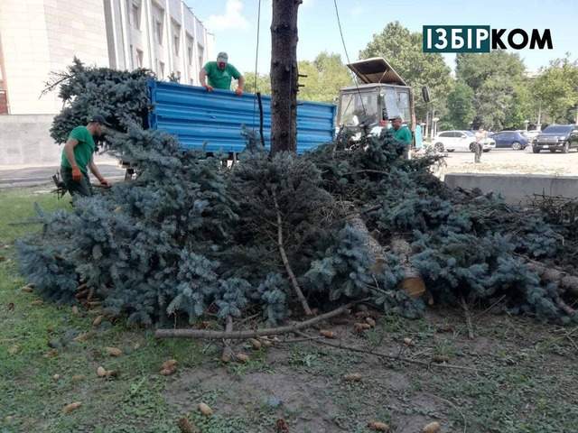 В парку біля Одеської облради "Міськзелентрест" зрубав ялинки