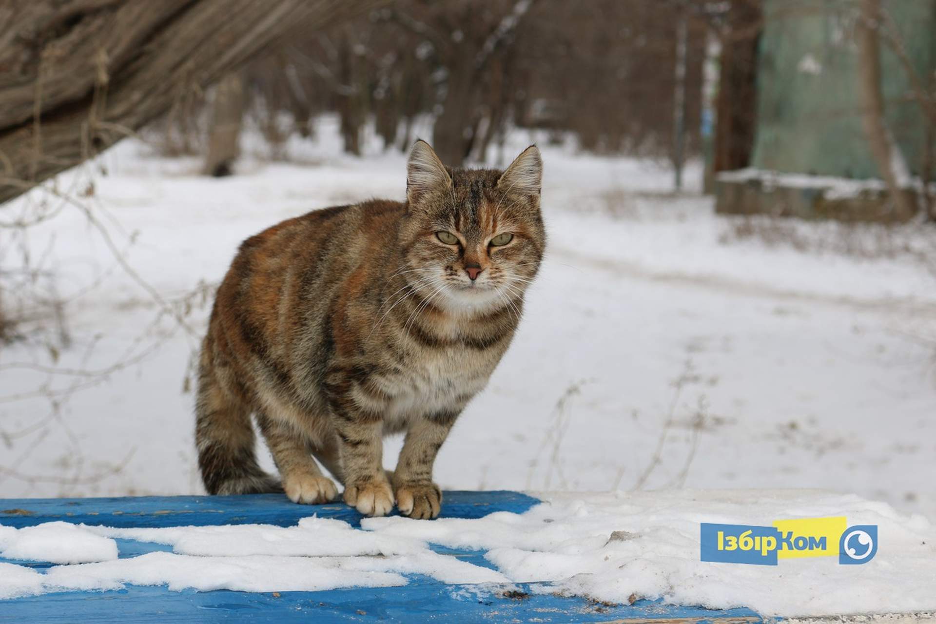 Как усатые жители Лузановки справляли новоселье