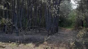 Невідомі спалили на Одещині лісу на 3 мільйони