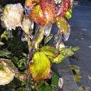 Квіти наче в склі: на Одещині різко знизилася температура