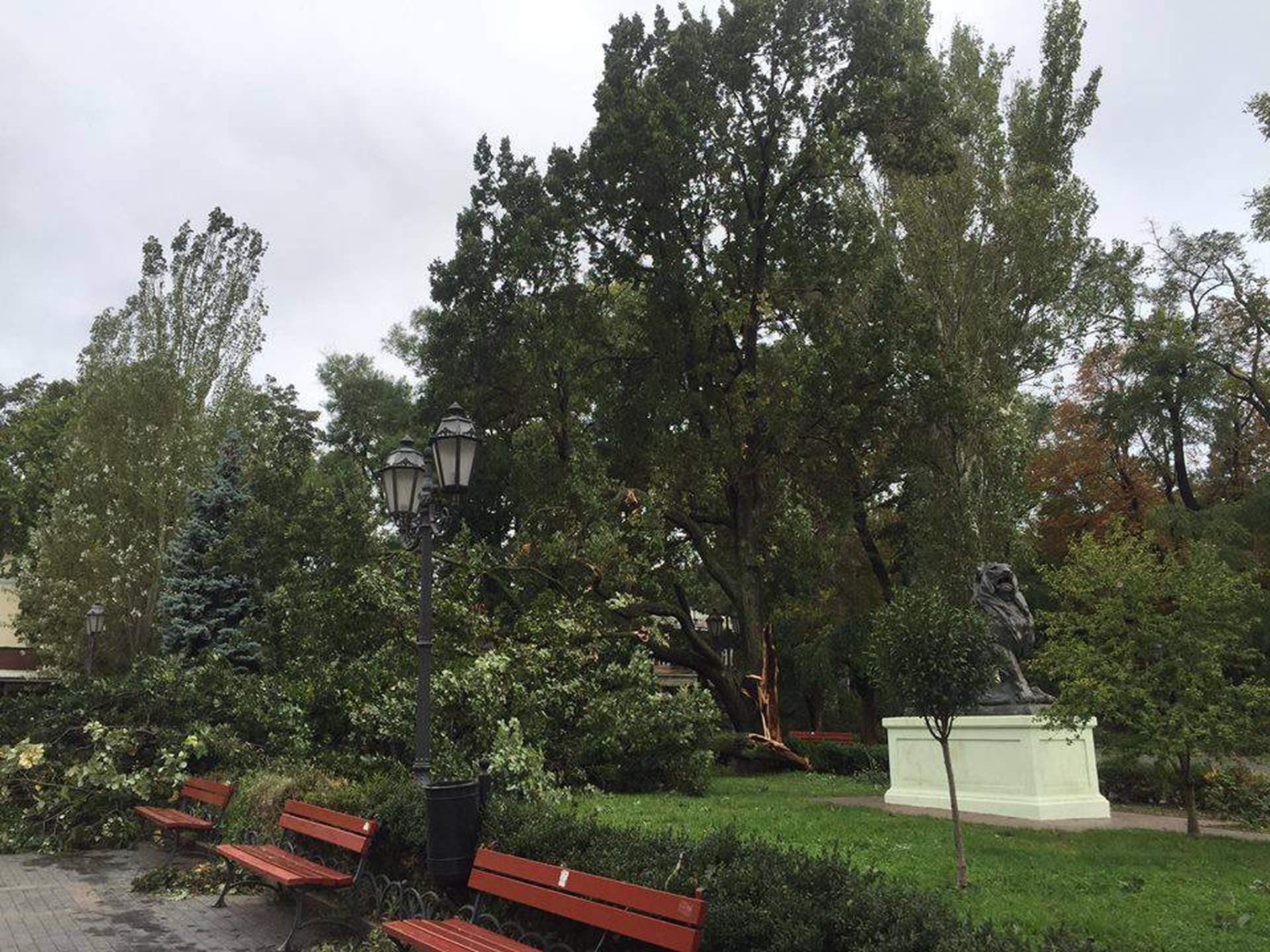 Одесский ураган: поломанные деревья и упавший кран  
